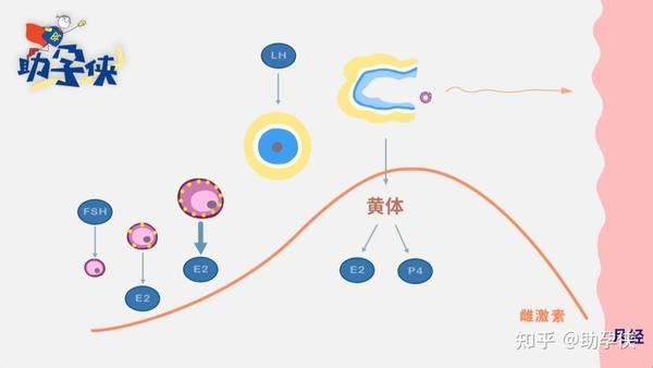 备孕完美的子宫内膜雌孕激素了解下