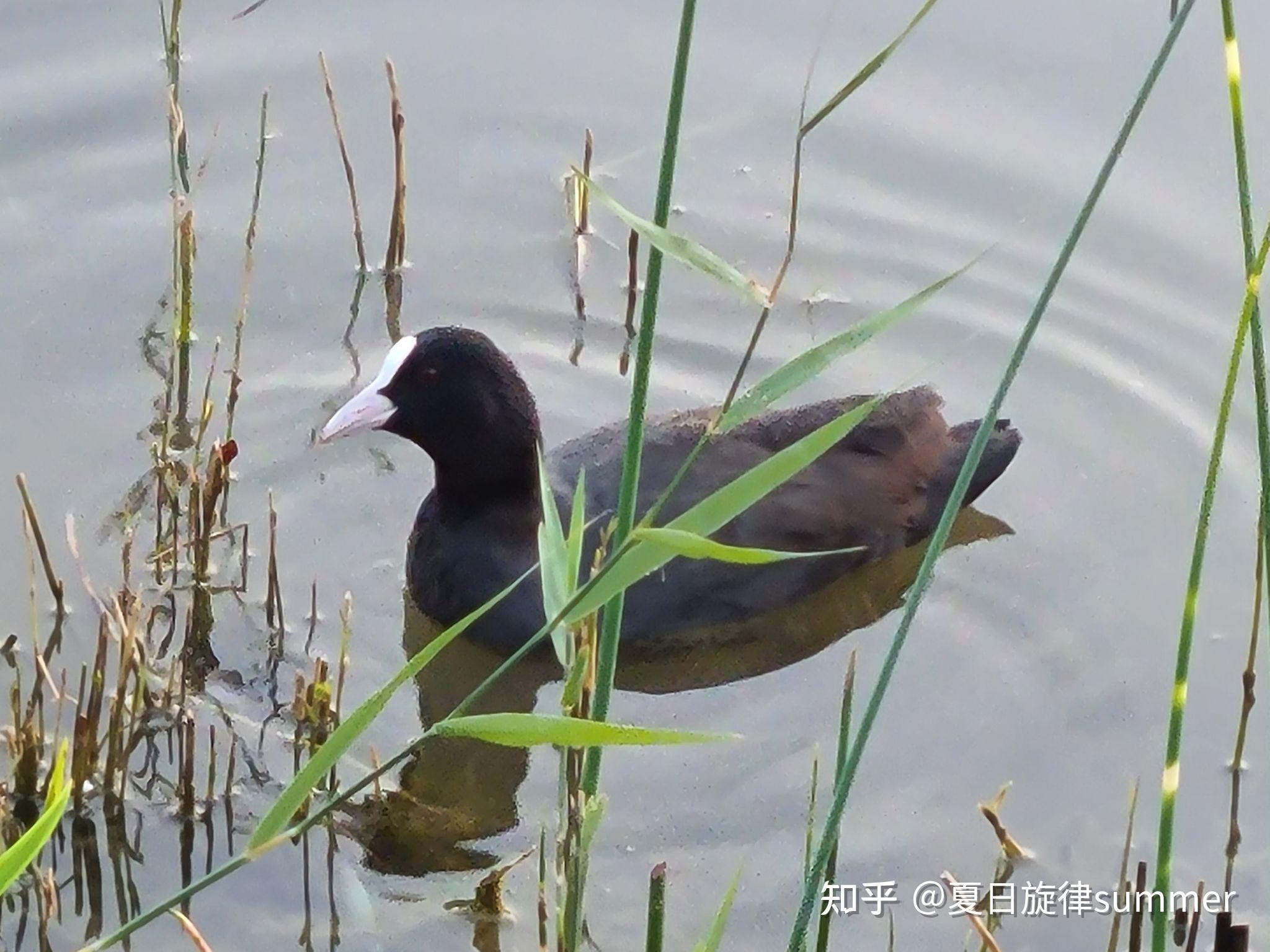 圆明园中的发现之旅惊现黑水鸡苍鹭和白骨顶家族