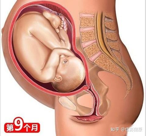 孕晚期宝宝发育指南