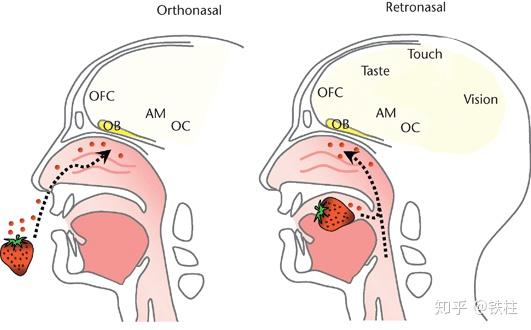 第一是通过鼻子吸入气味分子,感受到食物的气味,这是嗅觉
