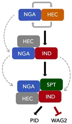 spt的表达,ind还可以与spt组成复合物,调控下游靶基因的表达【6】