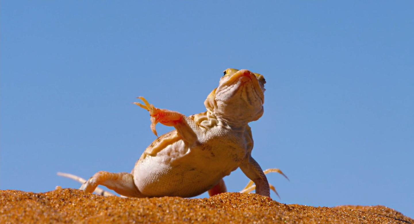 这么可爱蜥蜴为什么会在沙漠里跳舞