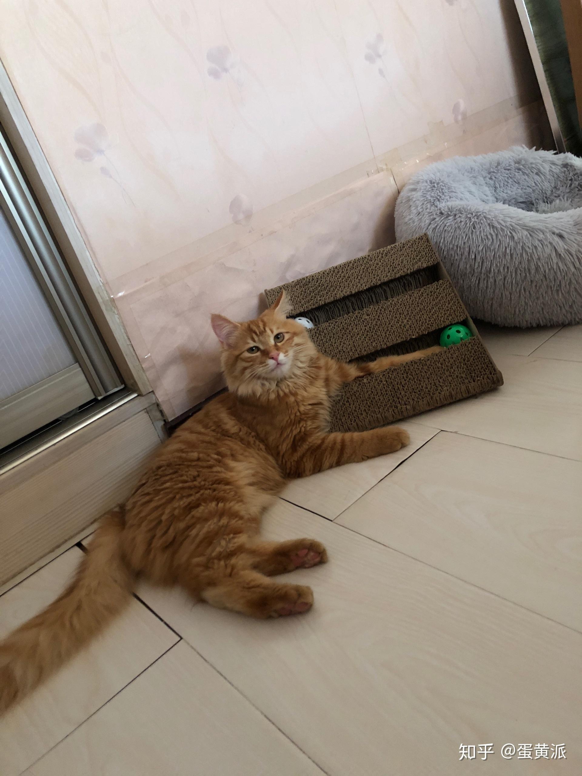 这只橘猫是不是长毛