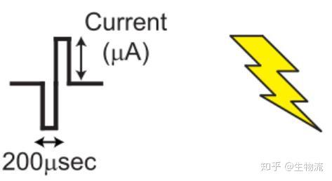 电刺激通常包含两个电流相反的时相
