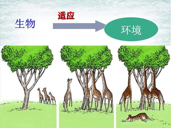 自然界中生物适应环境的过程