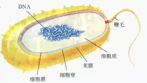 典型的细菌结构(图片来源:人教版初中生物教材)