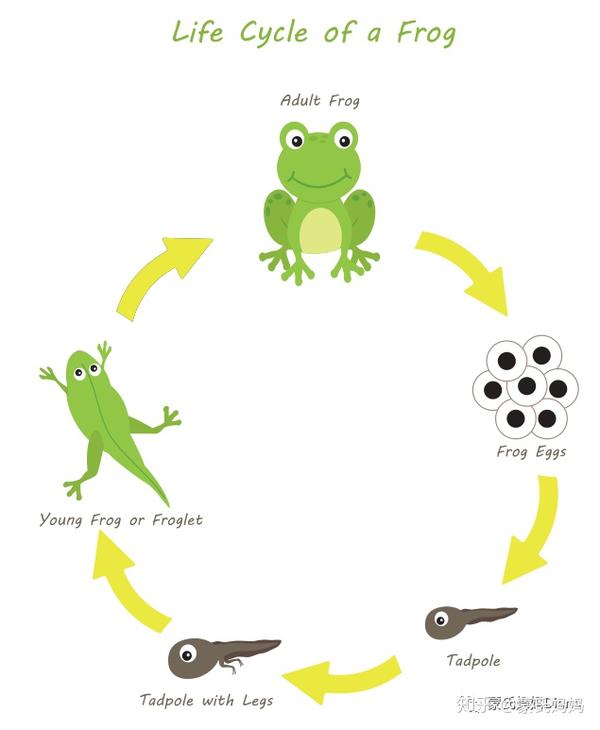 青蛙的生命周期和配套互动卡片