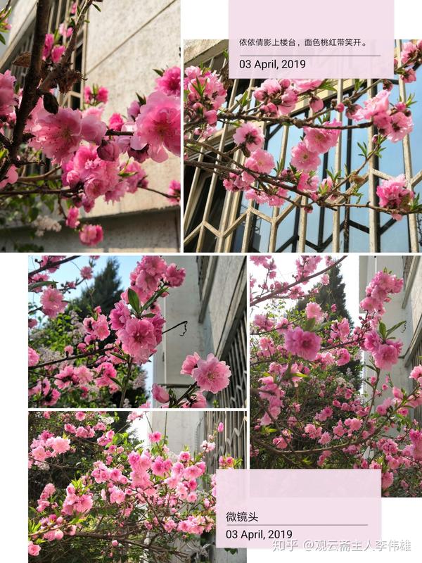 七绝·题榆叶梅