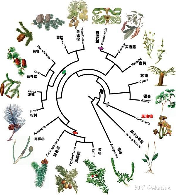 植物多倍体基因组的形成方式?