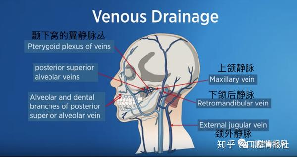 上颌静脉向后汇入  颞下窝的翼静脉丛.