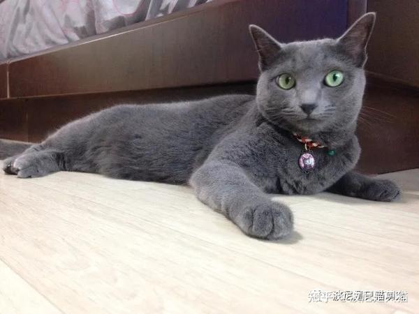 蓝猫已经成过去时?你可能没看到它的可爱