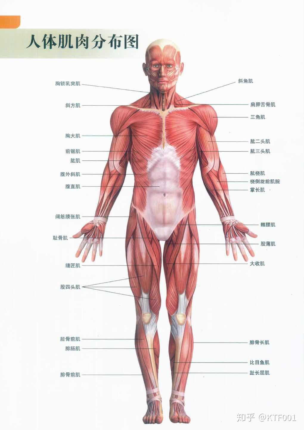 人体肌肉分布图与颈部肌肉解剖图