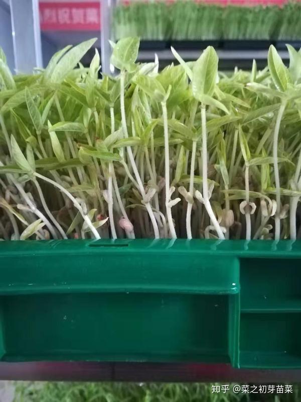 绿豆芽苗菜的营养价值和功效!