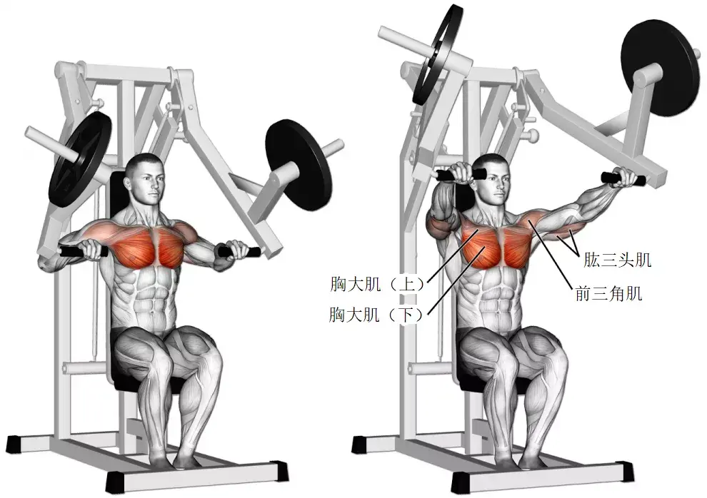 器械推胸-machine chest press蝴蝶机夹胸-pec deck fly01固定器械(2)