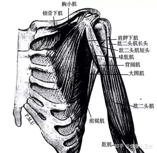 (2)冈上肌 冈上肌起于冈上窝,止于肱骨大结节最上面.