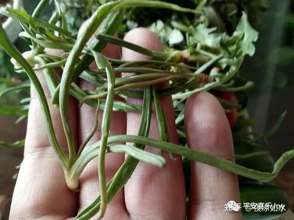 阳沟菜,学名蒙古鸭葱,只生长于盐碱干旱地区,是黄骅特有的野菜.