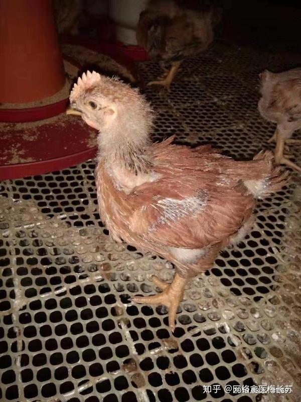 如何识别健康鸡与病鸡