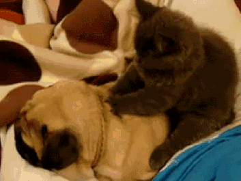 尔康都变成表情包了,直树你还想继续高冷吗?不可能!