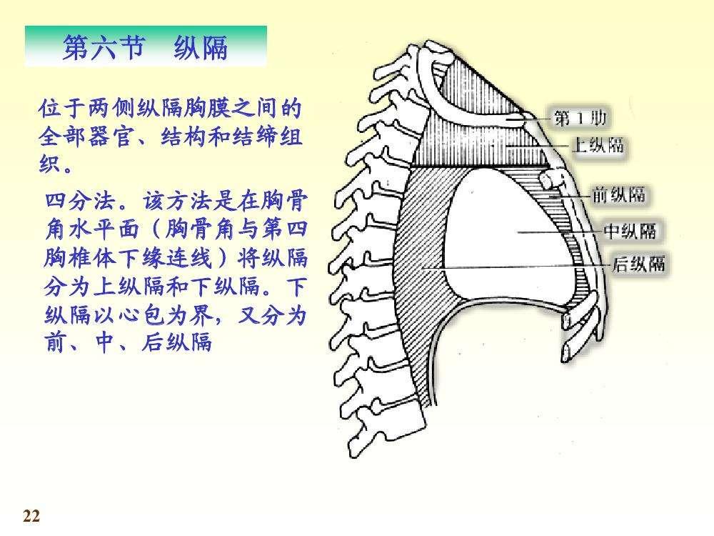 纵隔位于胸腔的正中偏左,前界为胸骨,后界为脊柱胸段,两侧为纵隔胸膜