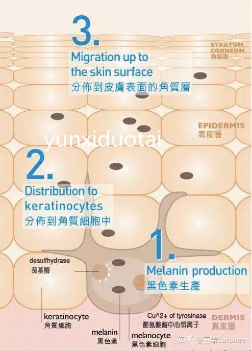 三肽 3 ATPeptide抚平橘皮组织增强细胞能量 知乎