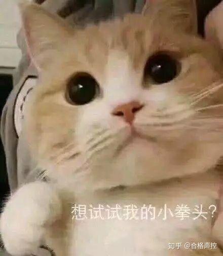 有哪些可爱的猫猫表情包