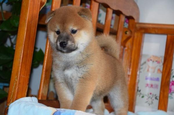 柴犬饲养指导手册