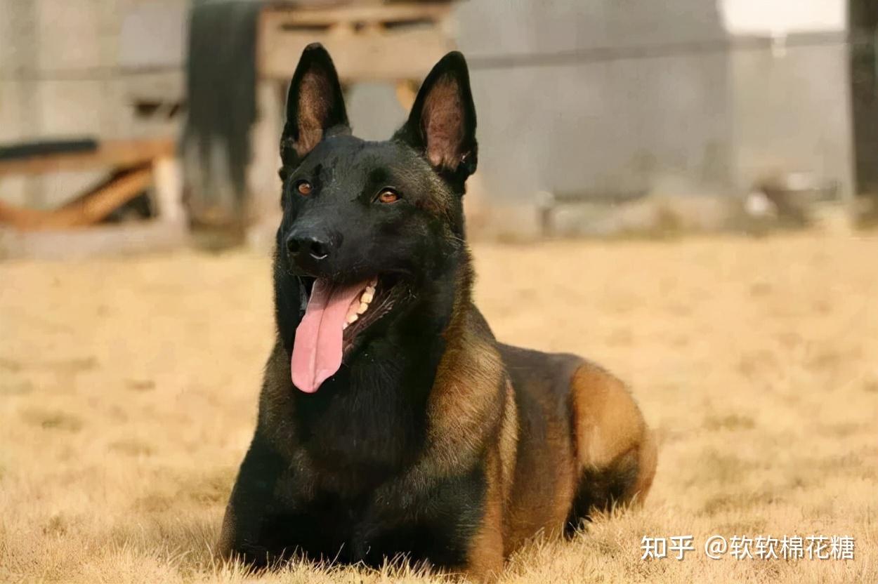 警界新宠马犬看到这7大优点你还敢养吗