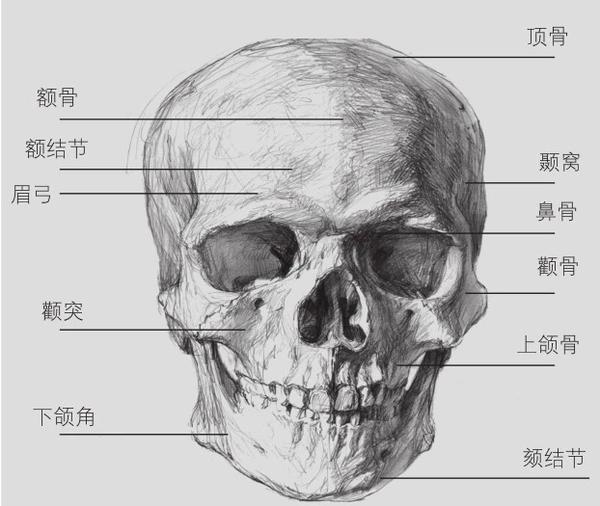 素描入门 素描头像三庭五眼及骨骼结构