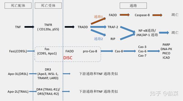 分子间的相互作用>调节蛋白水解酶的活性(caspase)>进入连续反应过程