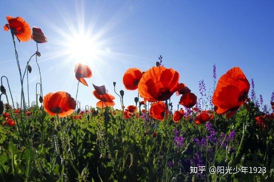 什么花最好看?