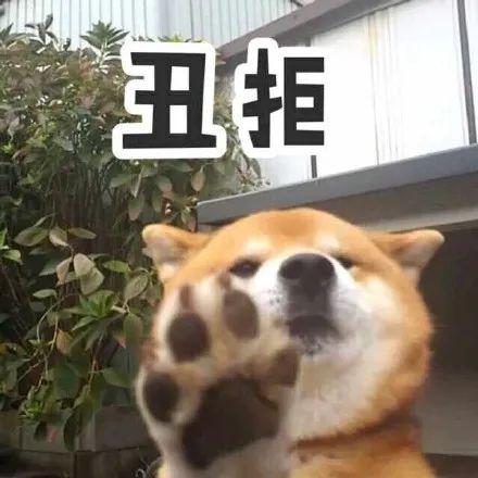 表情包柴犬狗狗系列