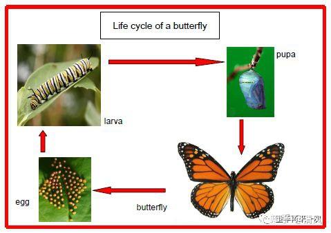 拓展:蝴蝶各部分分解图,可以把单词和图片剪开做配对.