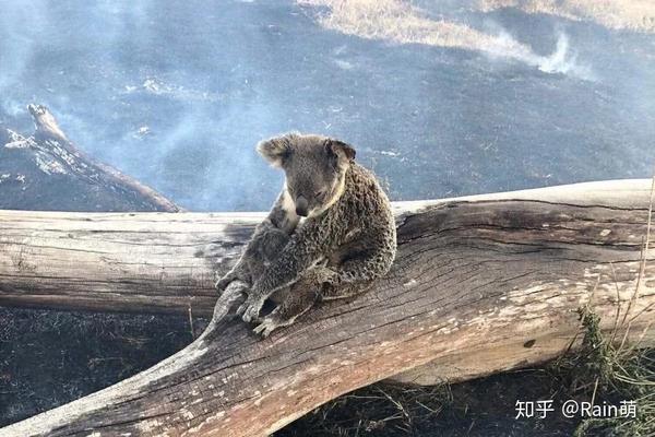 有很多无辜患者感染,付出生命,但更无辜的是小小的野生动物,他