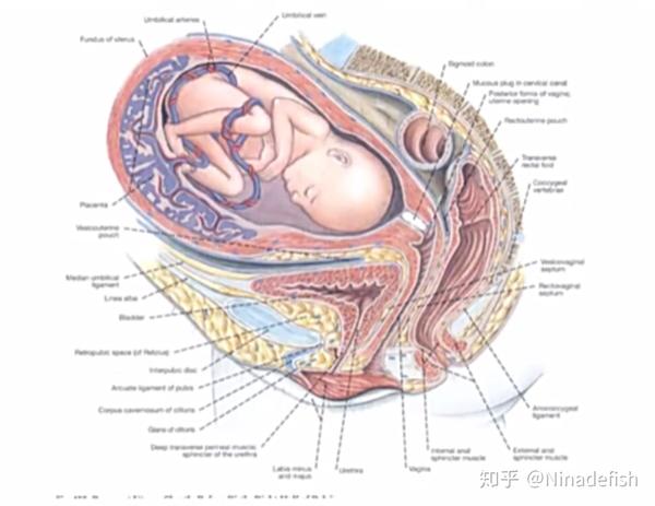 胎儿在子宫中的正常体位(胎儿蜷曲,头朝下,伏在温暖的羊水中)
