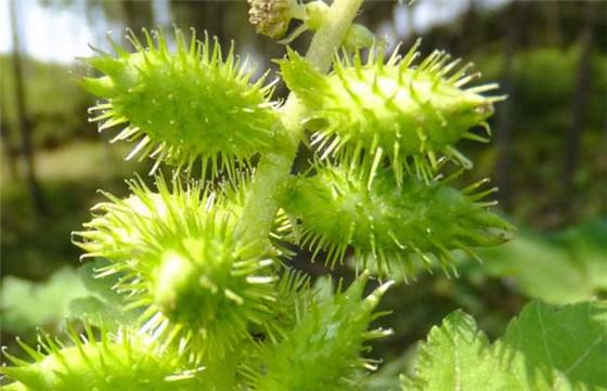 1 人 赞同了该文章 苍耳为一年生草本植物,其果实苍耳子呈纺锤彤或卵