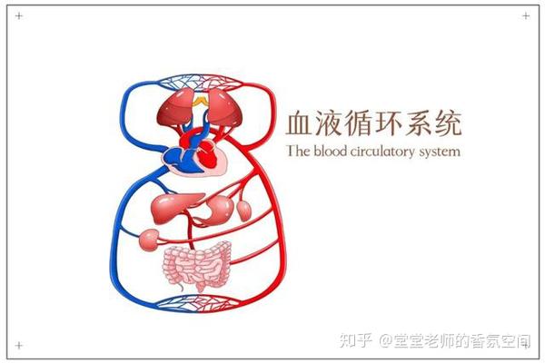 2,循环系统