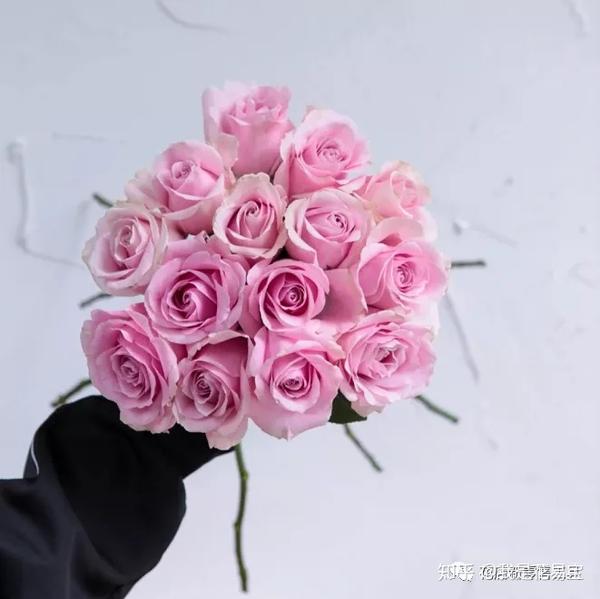 娇兰,也是雪山系列的,与桃红雪山有几分相似,渐变色玫瑰,花心部分为