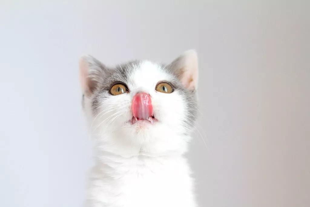 猫咪舌头"小倒刺",原来是这么神奇的存在!