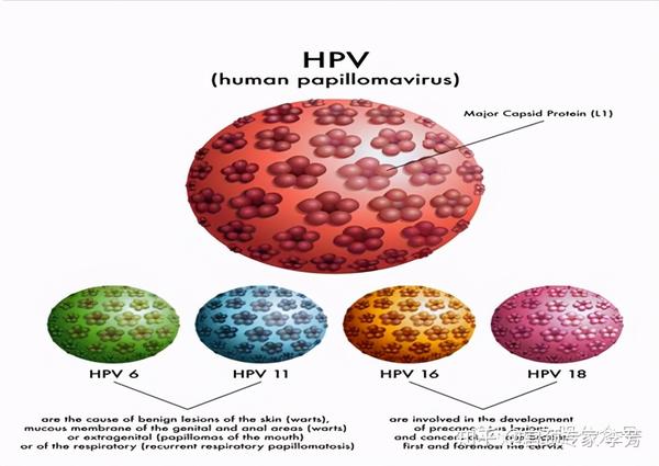 hpv何方妖魔