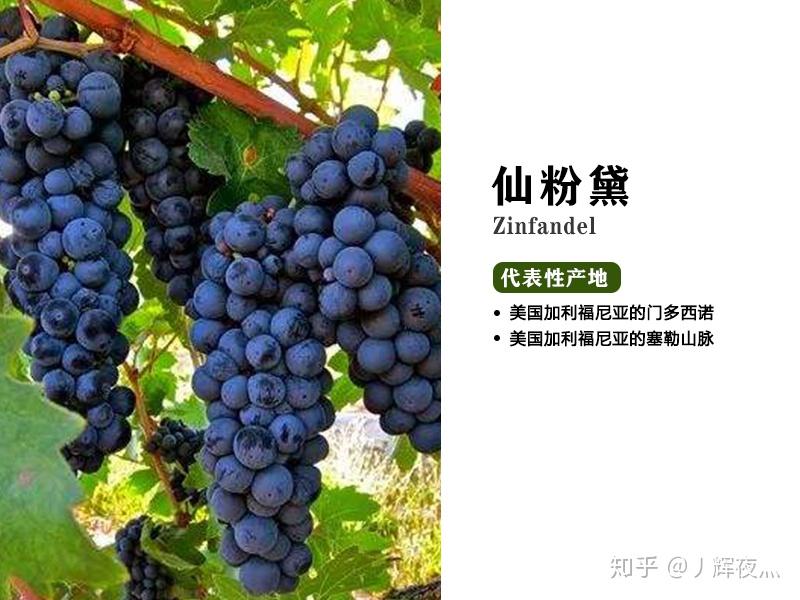 仙粉黛 zinfandel