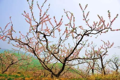 树形控制:一般桃树整形形成自然开心形,定干高度约60厘米,留3~4主枝