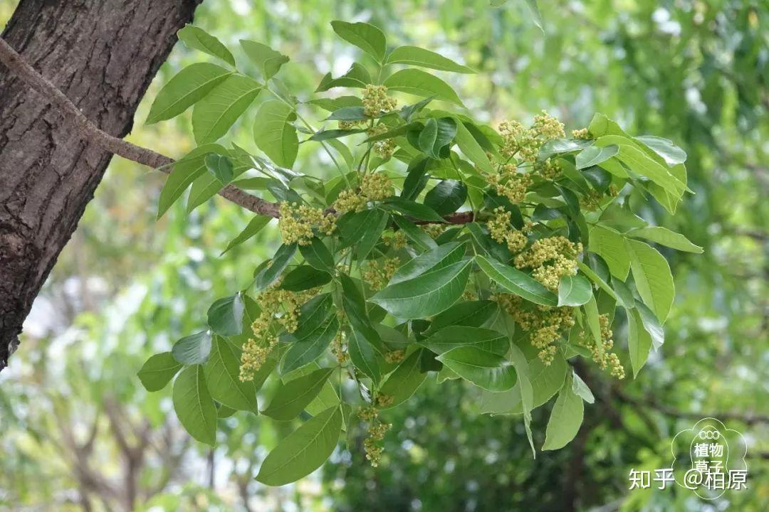 一叶菩提 ·椿楝其实(节选第四)