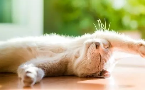你家猫主子爱晒太阳吗