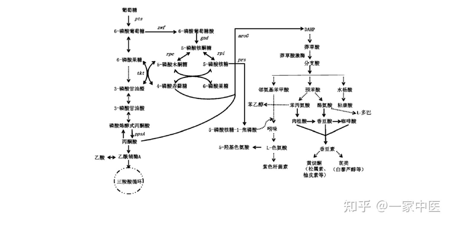 苯丙烷主要来源于苯丙氨酸(一种芳香族氨基酸,通过莽草酸途径,其代表