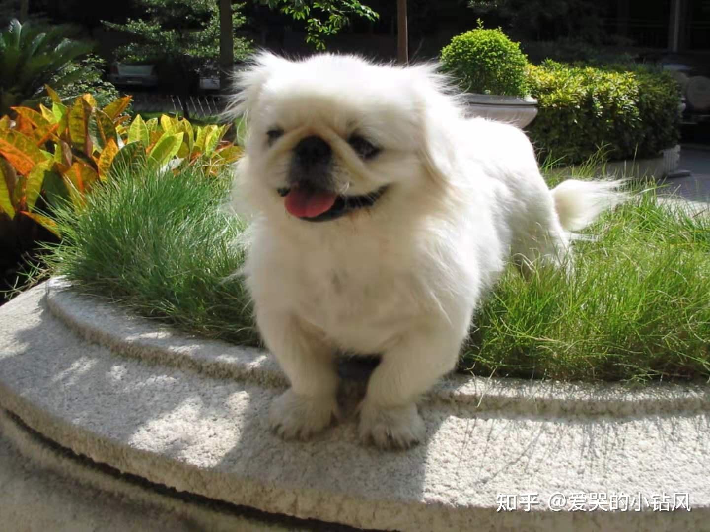 北京犬pekingese