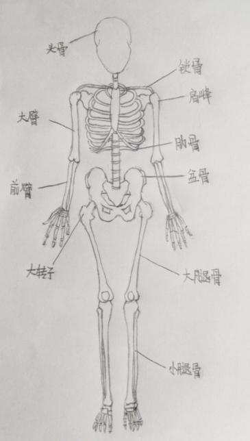 (服装人体) 首先,来认识服装画里通过肌肉表层能感受到的几处骨骼.