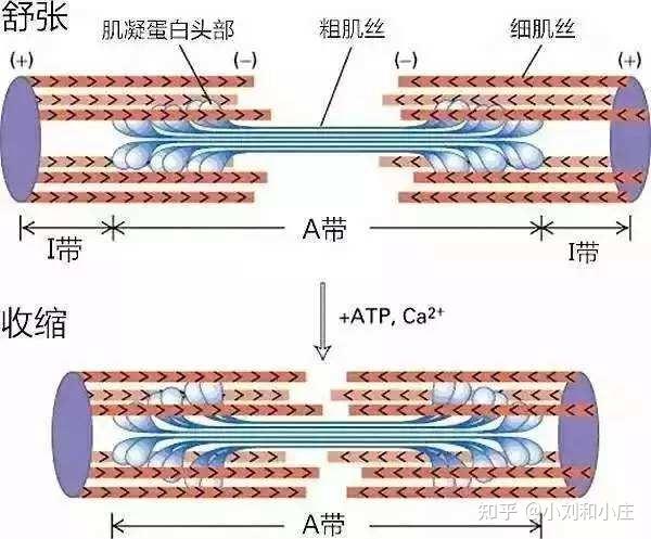 我们现在知道肌动蛋白和肌球蛋白相互作用形成肌动球蛋白复合体,产生