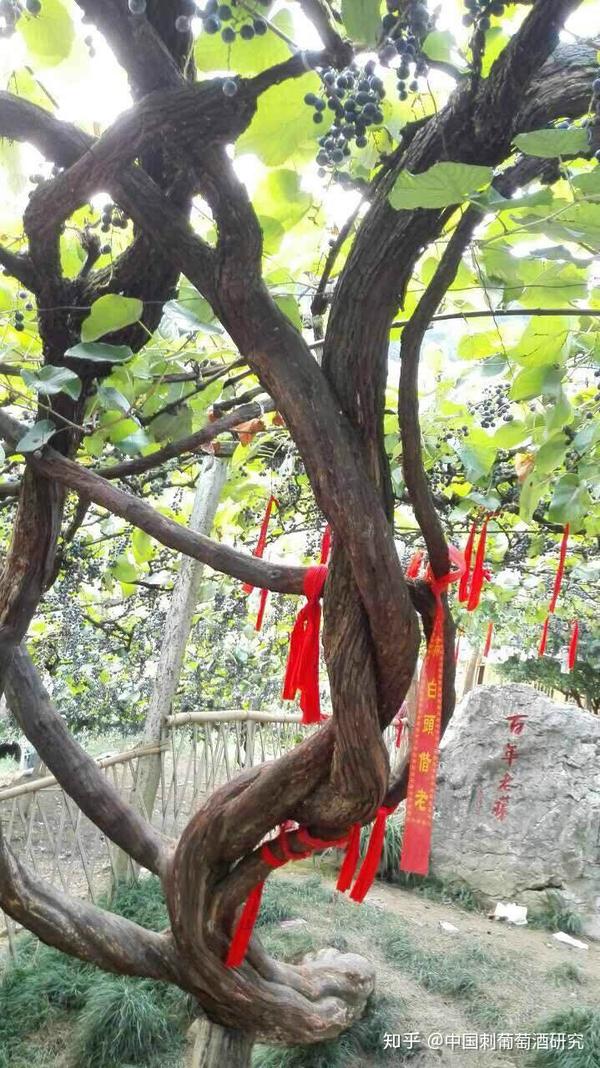 长廊漫步自在,管它人间闲愁. 古藤
