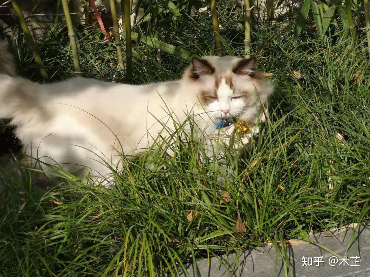 有一只不爱干净脾气还怪的布偶猫是种什么样的体验