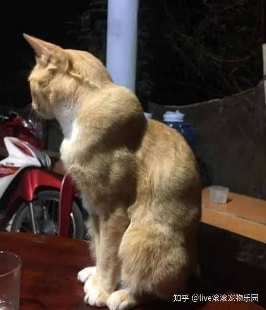 全网最强壮的肌肉猫一看就是惹不起的大佬